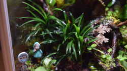Ophiopogon japonicum