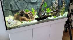 Dekoration im Aquarium Juwel RIO 350