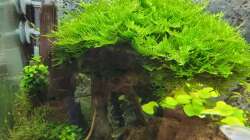 Dekoration im Aquarium Juwel RIO 350