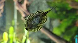 Besatz im Aquarium Juwel RIO 350