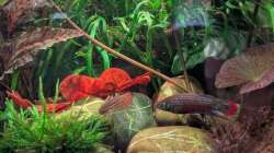 Besatz im Aquarium Nano Cube 60