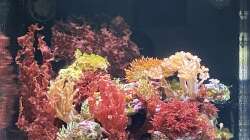 Dekoration im Aquarium Rotes Riff