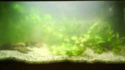 Aquarium Becken 4529