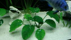 Pflanzen im Aquarium Becken 4553
