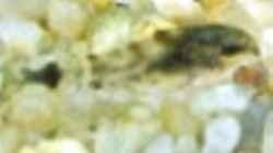 Corydoras hastatus Nachwuchs ca. 7 Wochen alt, ca. 1 cm