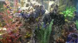 Dekoration im Aquarium Becken 4603