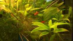 Pflanzen im Aquarium Becken 4609