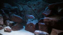 Aquarium NonMbuna-Lake