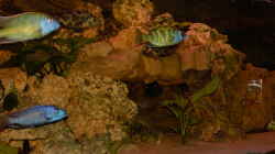 Aquarium Malawibecken