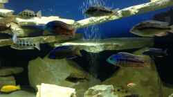 Besatz im Aquarium Becken 4654