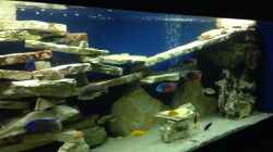 Dekoration im Aquarium Becken 4654