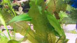 Aponogeton boivinianus (Genoppte Wasserähre)
