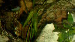 Pflanzen im Aquarium Becken 468