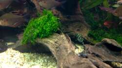 Junger L133  auf der bemoosten Wurzel