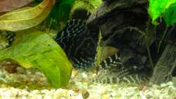 L133 Baby und in den Höhlen L134 und L333