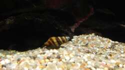 Raub Turmdeckelschnecke