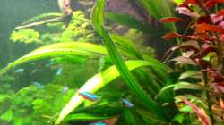 Pflanzen im Aquarium Amazonas Delta ( nur noch als Beispiel )