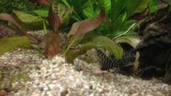 Dschungelstar und L333