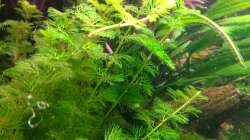 ´reinragende´ Wurzel