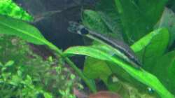 Otto auf Dschungelstar