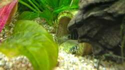 Welsbaby in der Höhle