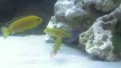 Labidochromis Yellow 3er Grüppchen