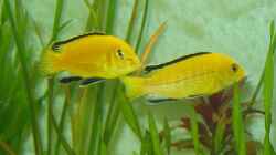 Labidochromis caeruleus ´ Yellow ´
