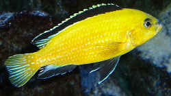 Labidochromis`Yellow` Männchen
