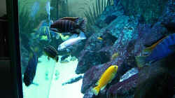 Aquarium Becken 4815