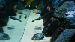 Aquarium Becken 4815