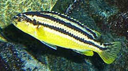Melanochromis `Auratus` Weibchen