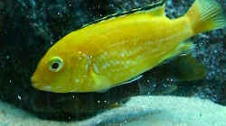 Labidochromis`Yellow` Weibchen