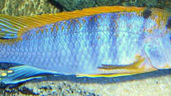 Labidochromis`Hongi` Männchen