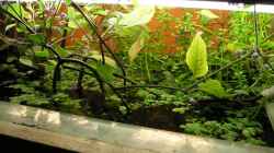 Pflanzen im Aquarium Becken 4819