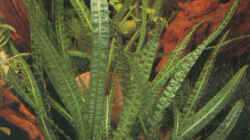 Pflanzen im Aquarium Becken 490