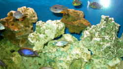 Besatz im Aquarium Becken 491