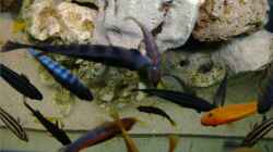 Besatz im Aquarium Becken 4916
