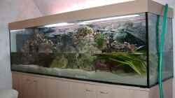 Aquarium Becken 4916