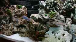 Dekoration im Aquarium Becken 4916