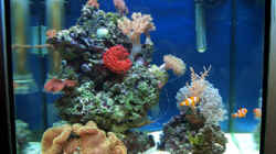 Aquarium Becken 4934