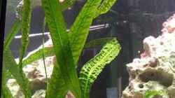 Pflanzen im Aquarium Becken 4948