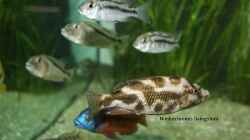 Nimbochromis livingstonii, Protomelas taeniolatus boadzulu, Aristochromis christyi