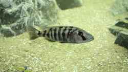Nimbochromis livingstonii (w)