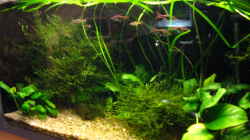 Pflanzen im Aquarium Becken 4978