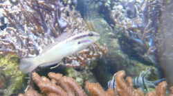 Besatz im Aquarium Becken 4987