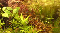 Pflanzen im Aquarium Becken 4999