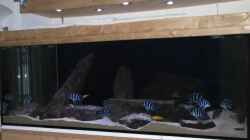 Aquarium Wohnzimmer