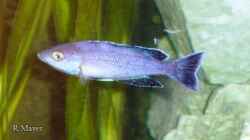 Cyprichromis lept. sp. Jumbo Kitumba