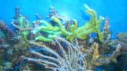 Pflanzen im Aquarium Becken 5130