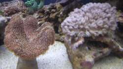 Lederkoralle und Xenien